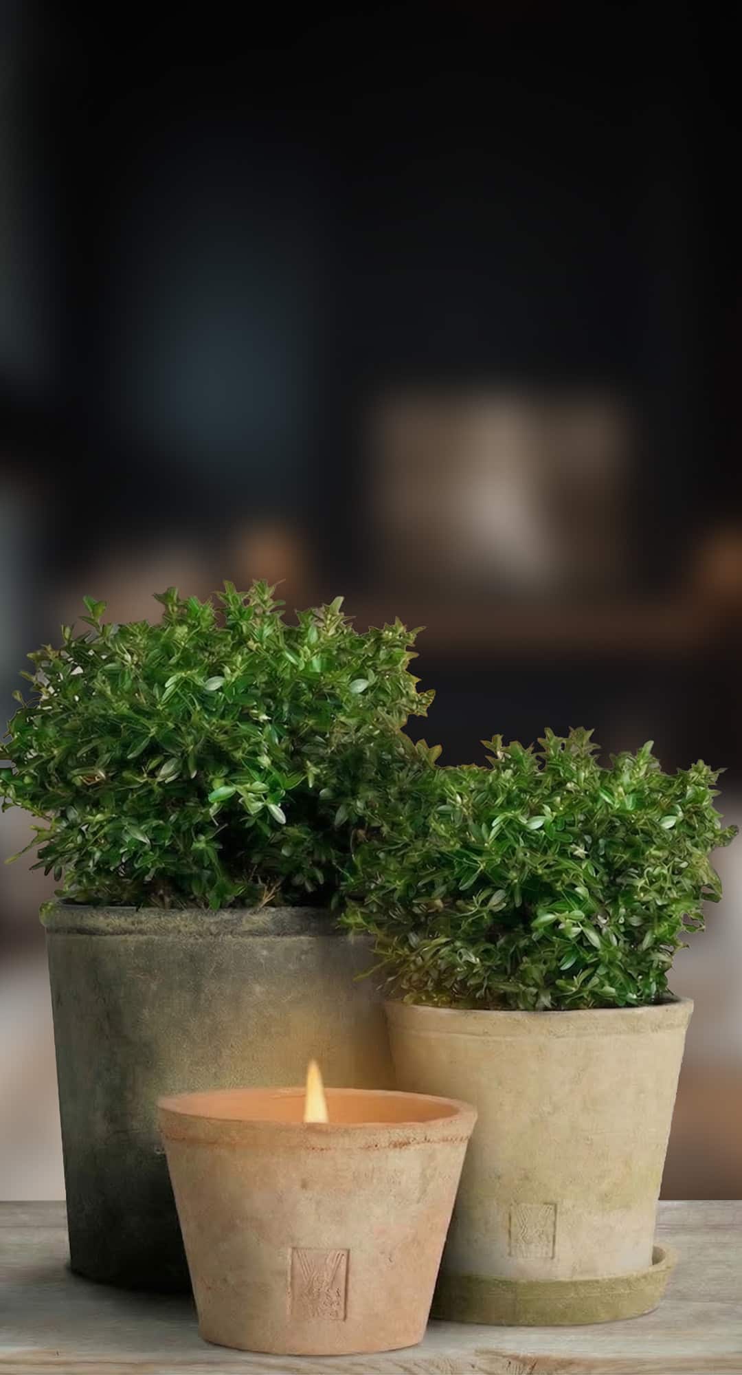 Terracotta Pots | Wicka